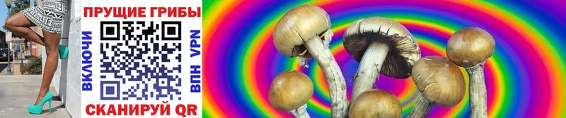где купить   Кяхта  МЕГА ONION  Галлюциногенные грибы Psilocybine cubensis 